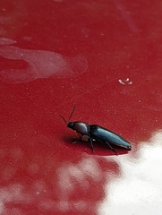 Parallelostethus attenuatus