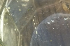 Stauridiosarsia bicircella