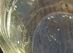 Stauridiosarsia bicircella