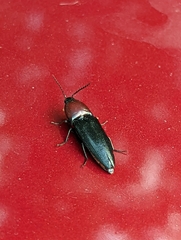Parallelostethus attenuatus