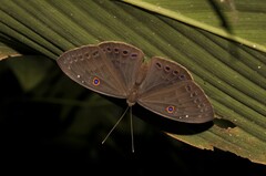 Eurybia molochina