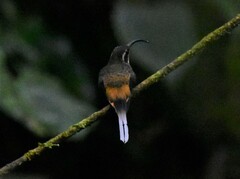 Phaethornis syrmatophorus