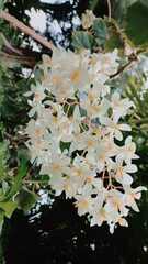 Begonia convolvulacea