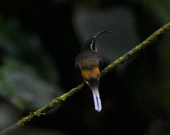 Phaethornis syrmatophorus