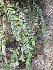 Metrosideros colensoi