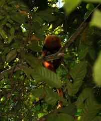 Leontopithecus rosalia