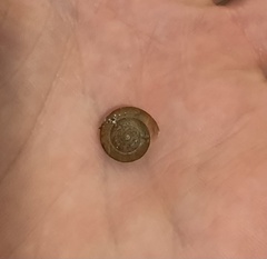 Bradybaena similaris