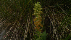 Digitalis viridiflora