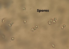 Entoloma subfarinaceum