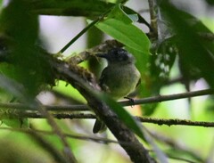 Leptopogon superciliaris