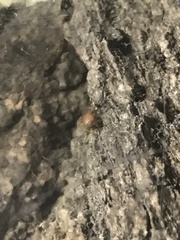 Myrmecophilidae