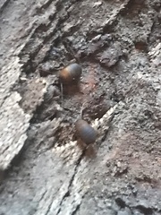 Myrmecophilidae