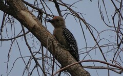 Melanerpes uropygialis