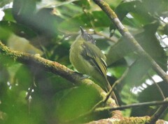 Leptopogon superciliaris