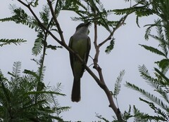 Tyrannus crassirostris