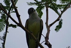 Tyrannus crassirostris