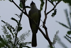 Tyrannus crassirostris