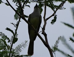 Tyrannus crassirostris