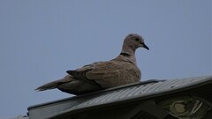 Streptopelia decaocto