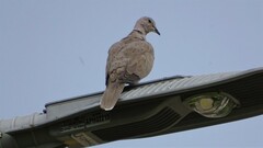 Streptopelia decaocto