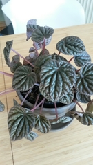 Peperomia caperata