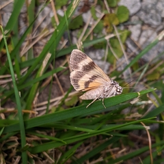 Catocala sordida