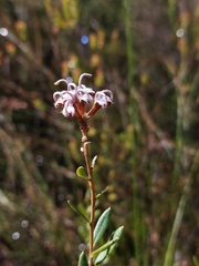 Grevillea sphacelata