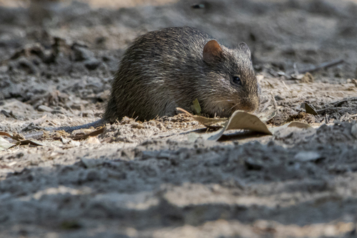 Allen's cotton rat (Sigmodon alleni) — Vulnerable Mammalia