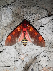 Elysius