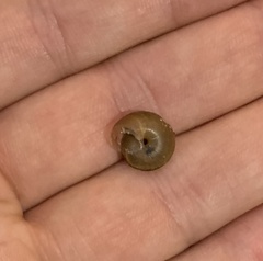 Bradybaena similaris