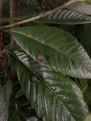 Bradybaena similaris