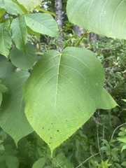 Tilia americana americana