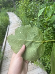 Tilia americana americana