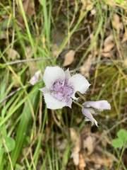 Calochortus elegans