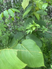 Tilia americana americana