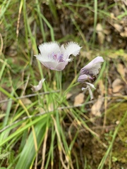 Calochortus elegans