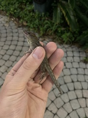 Anolis sagrei