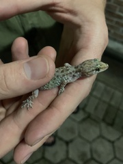 Hemidactylus turcicus
