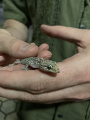 Hemidactylus turcicus