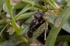 Odontomachus simillimus