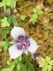 Calochortus elegans