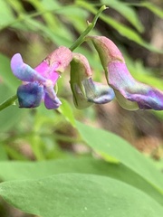 Lathyrus polyphyllus