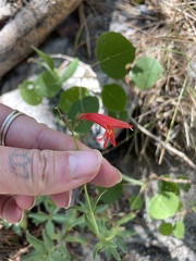 Penstemon rostriflorus