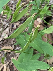 Lathyrus polyphyllus