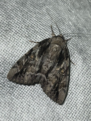 Catocala neogama