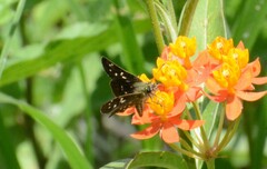 Piruna penaea