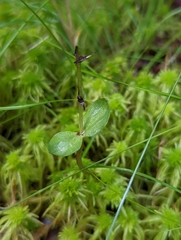 Neottia bifolia