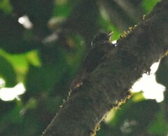 Glyphorynchus spirurus