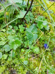 Micranthes nelsoniana aestivalis