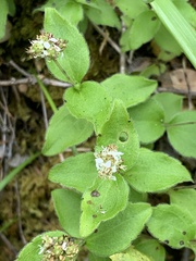 Whipplea modesta
